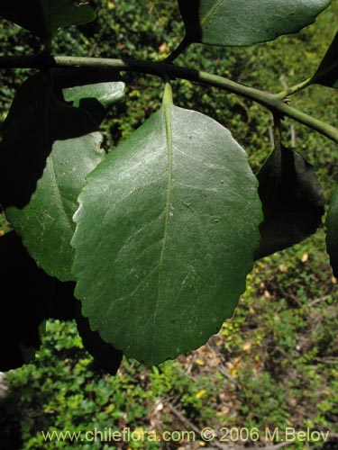 Bild von Laureliopsis philippiana (Tepa / Laurela). Klicken Sie, um den Ausschnitt zu vergrössern.